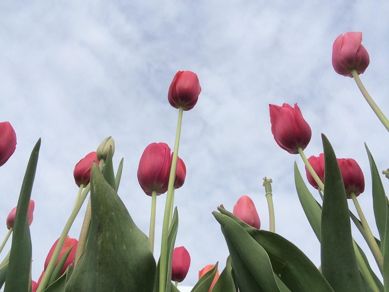 Tulips