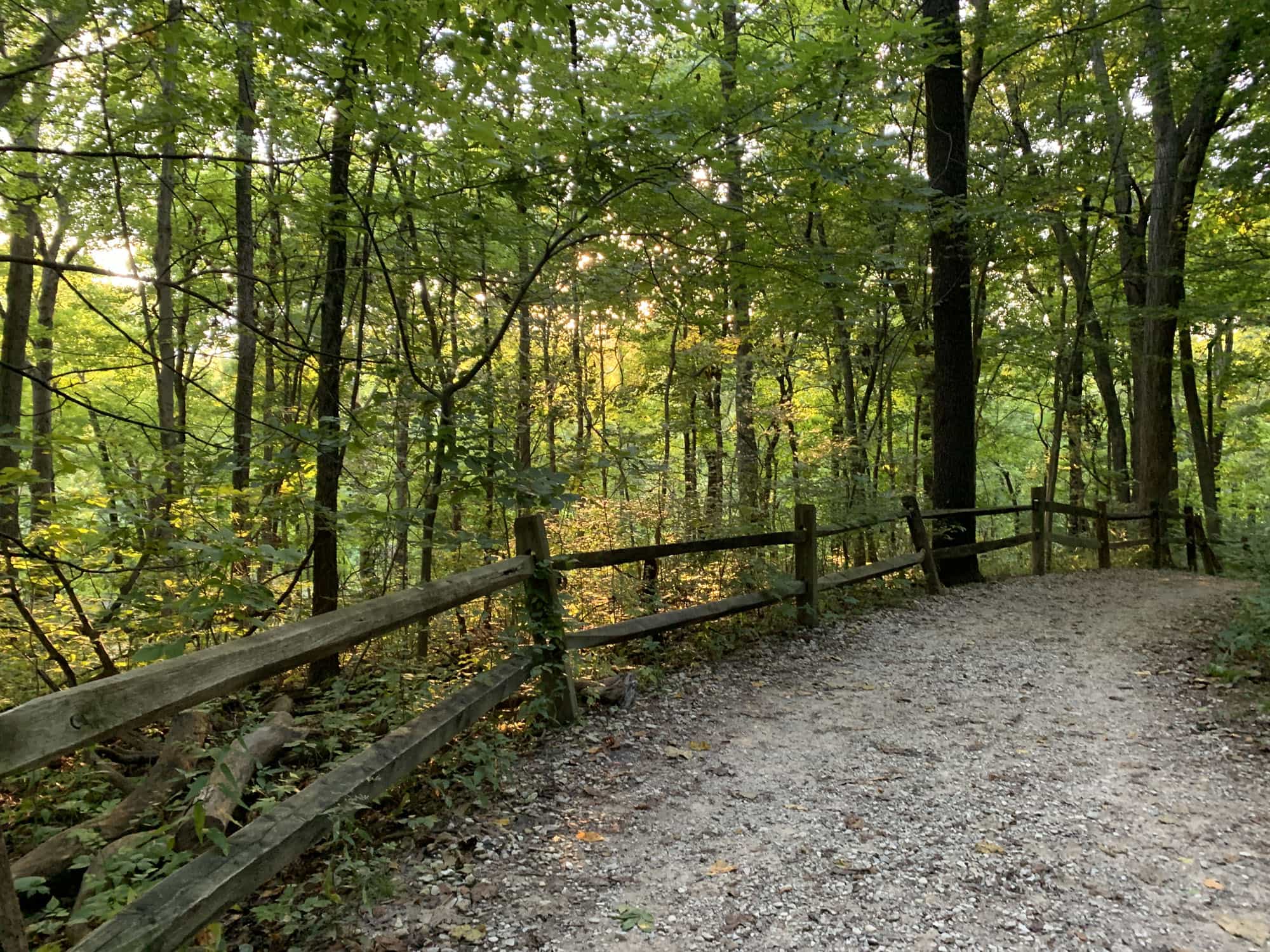 A path in the woods