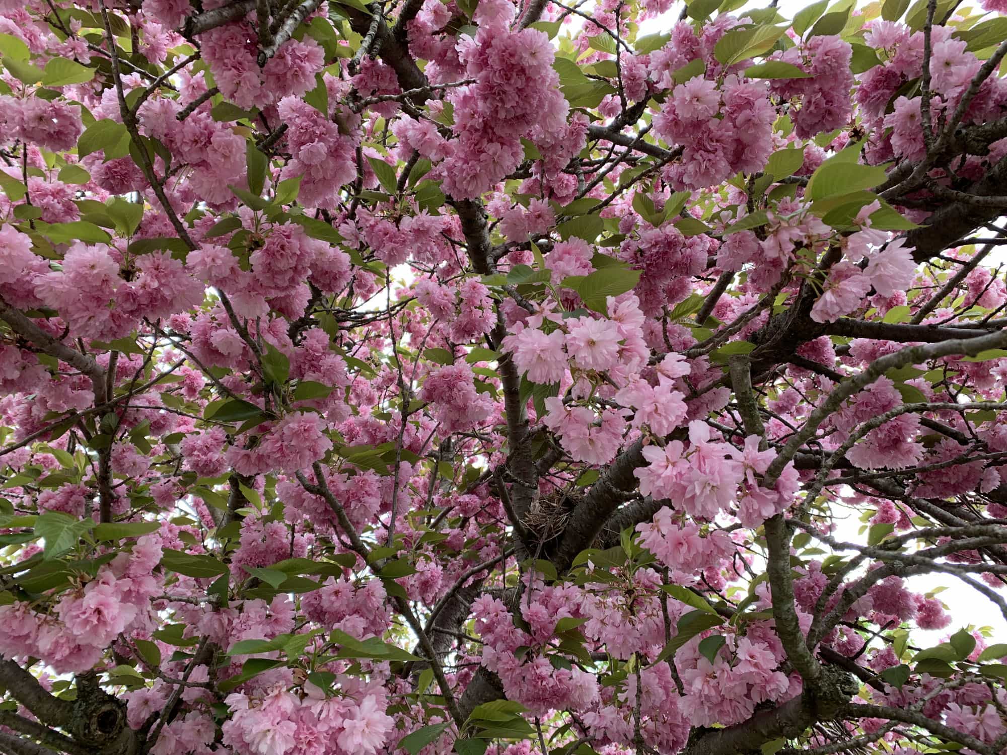 Flowers on a tree
