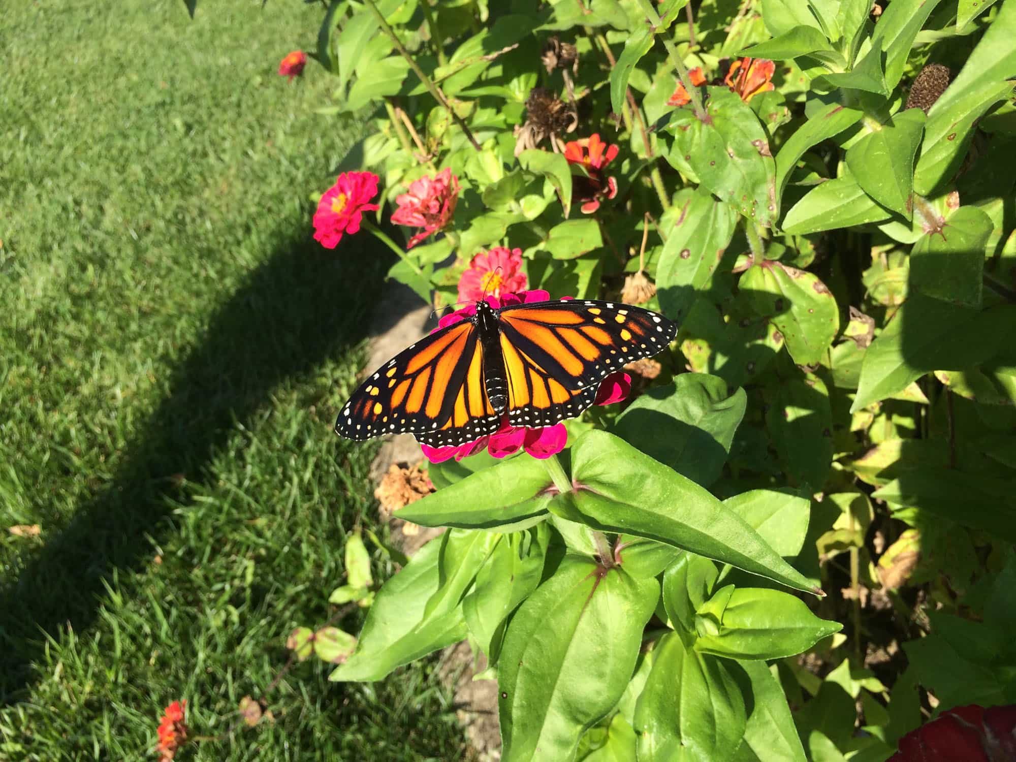 A butterfly sitting on flowers