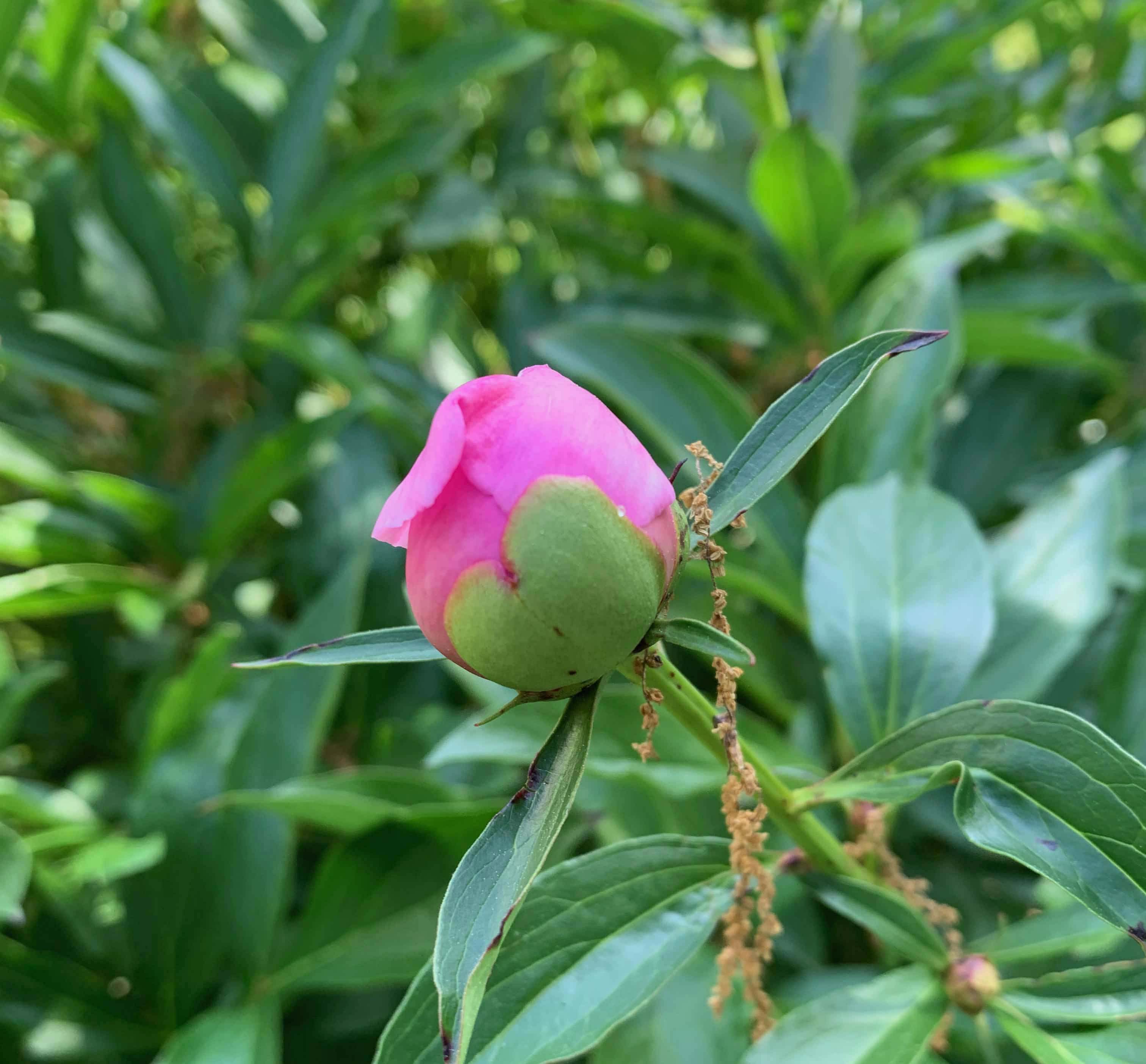 A flower bud