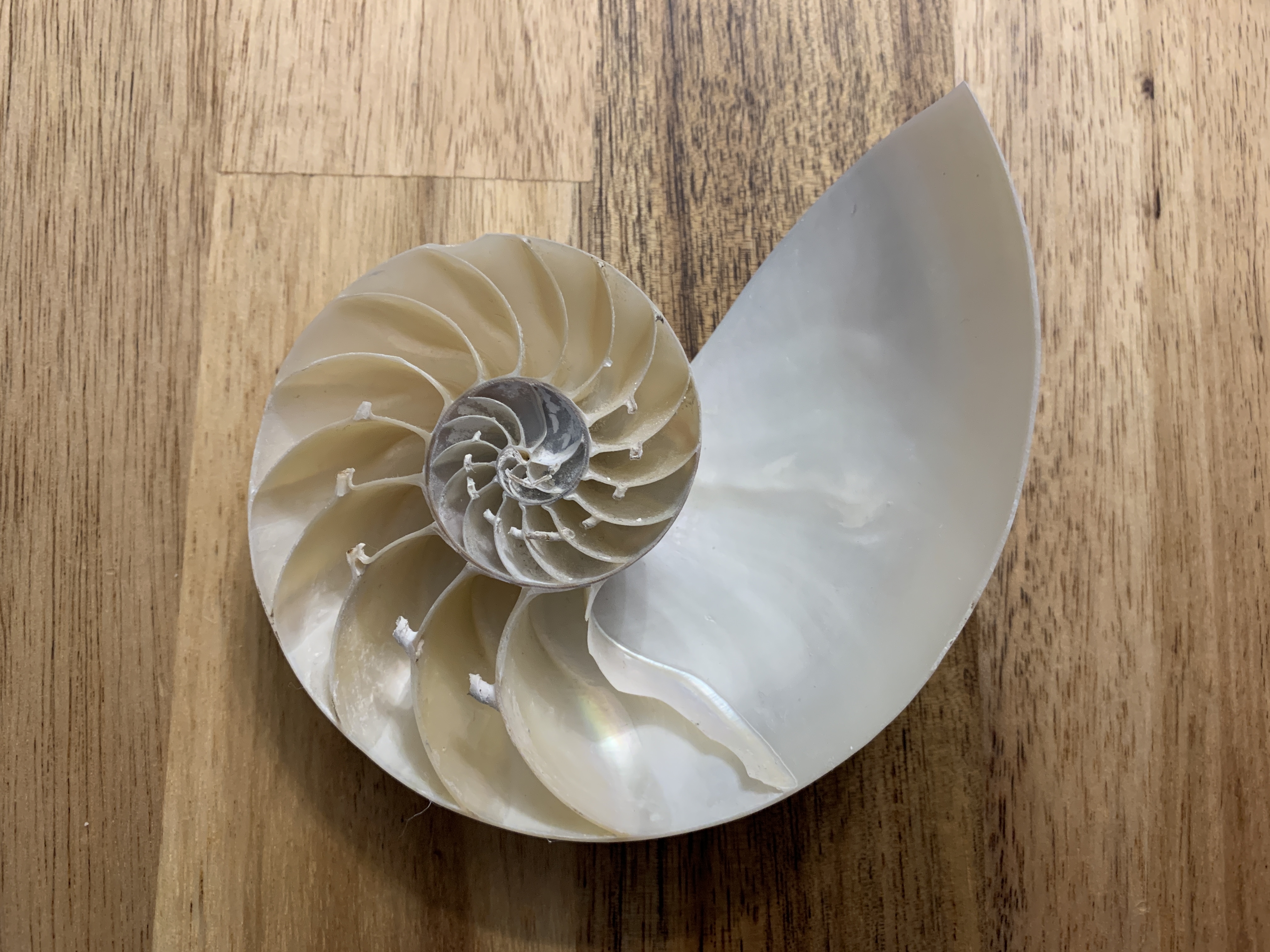 Seashell Spiral